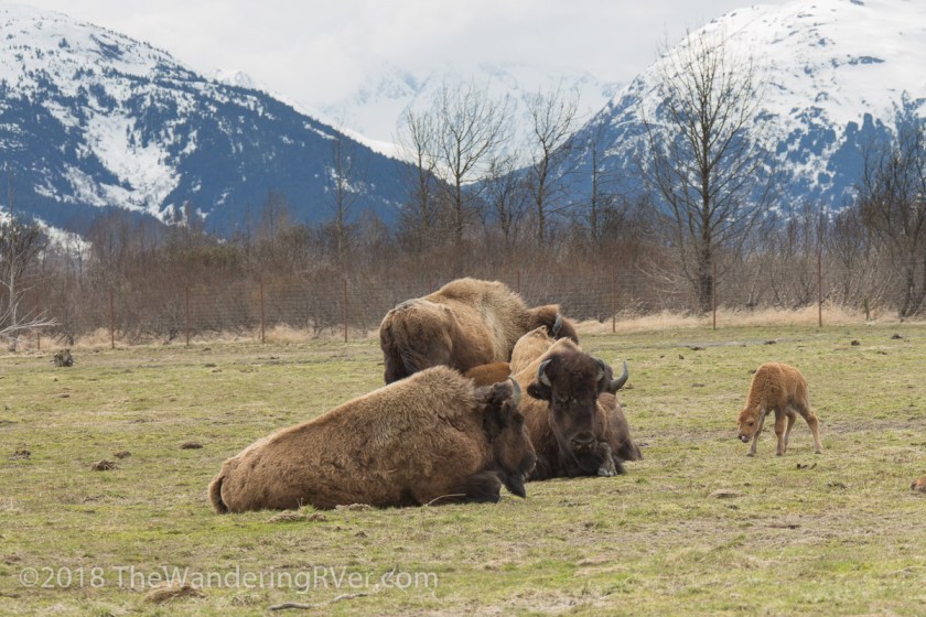 Drive From Anchorage-7329