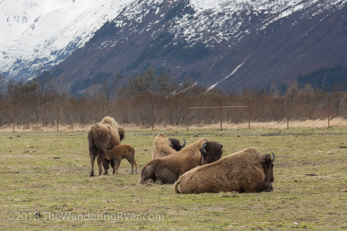 Drive From Anchorage-7331