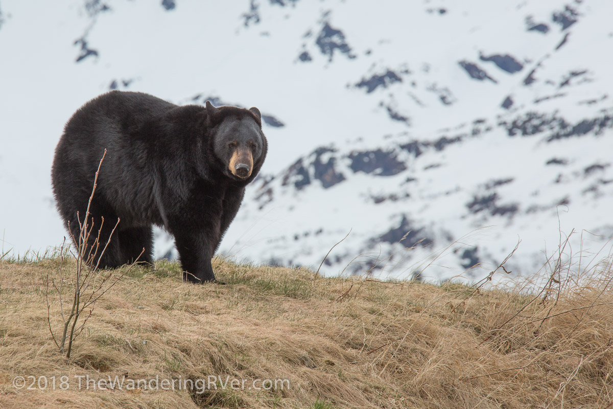 Drive From Anchorage-7362
