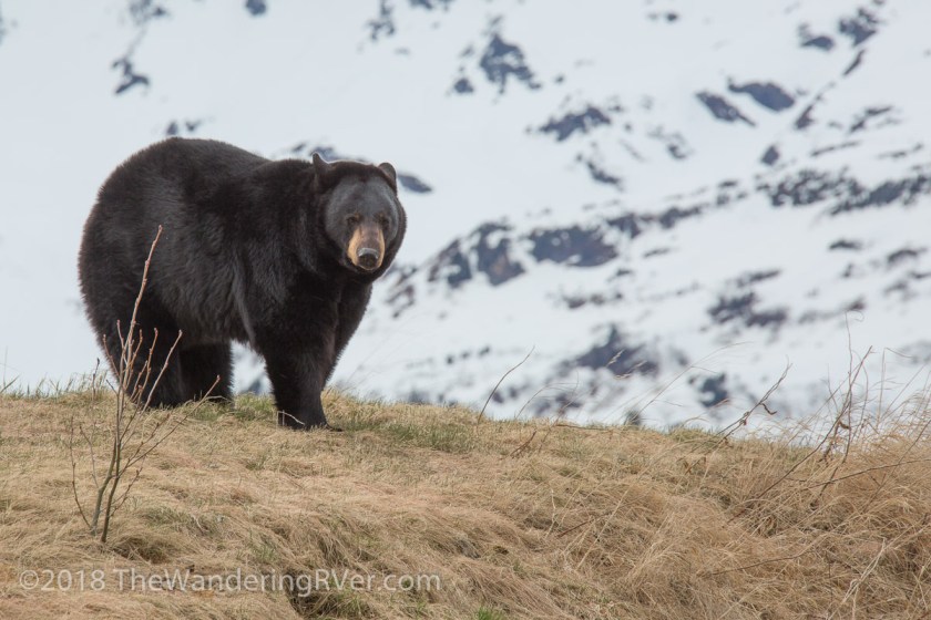 Drive From Anchorage-7362