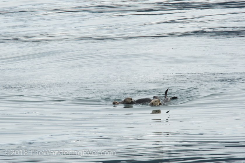 Kenai Fjords Glacier Cruise-7464
