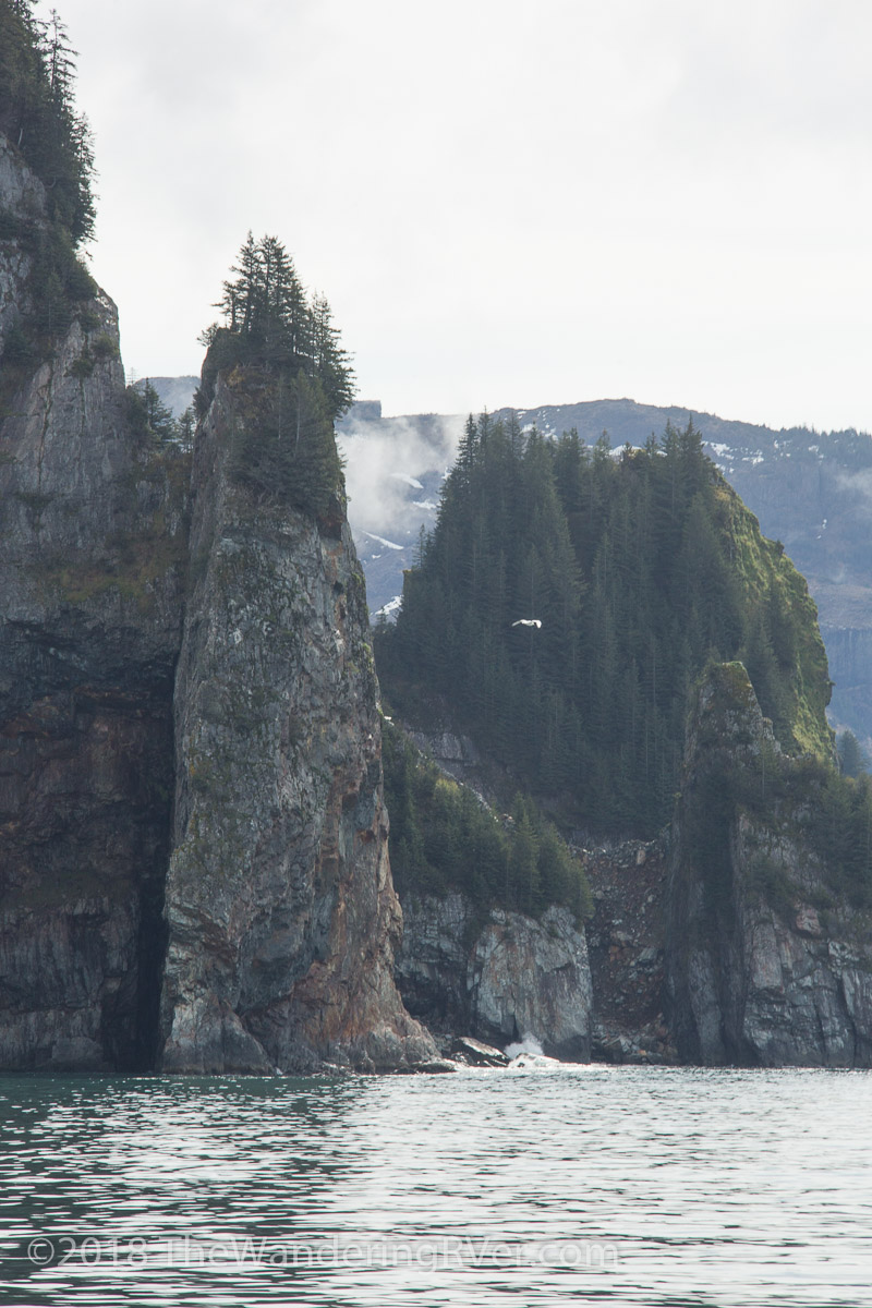 Kenai Fjords Glacier Cruise-7494