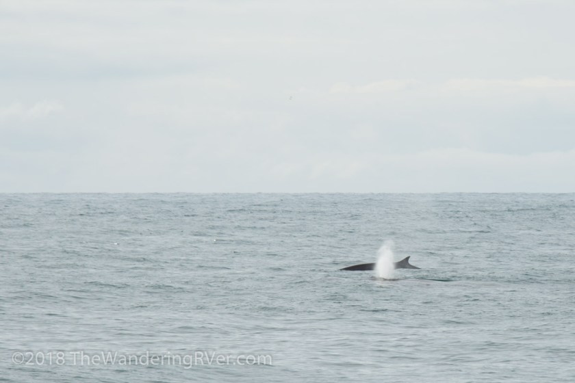 Kenai Fjords Glacier Cruise-7550