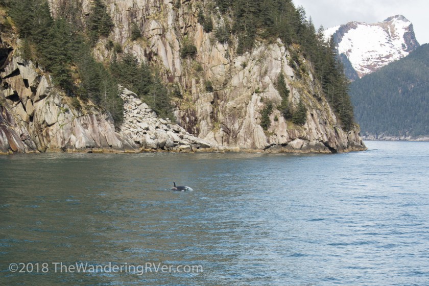Kenai Fjords Glacier Cruise-7589
