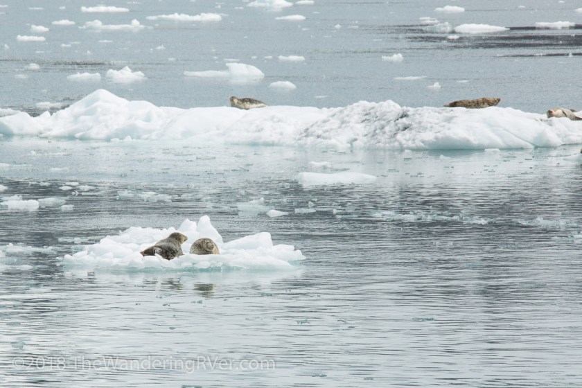 Kenai Fjords Glacier Cruise-7690