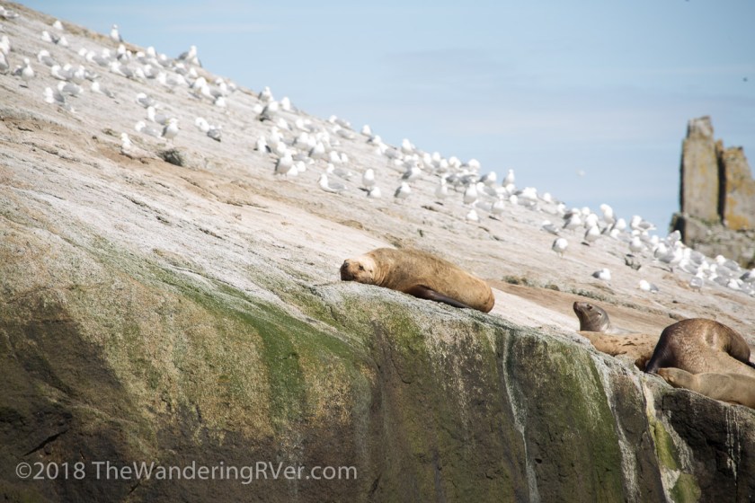 Kenai Fjords Glacier Cruise-7816