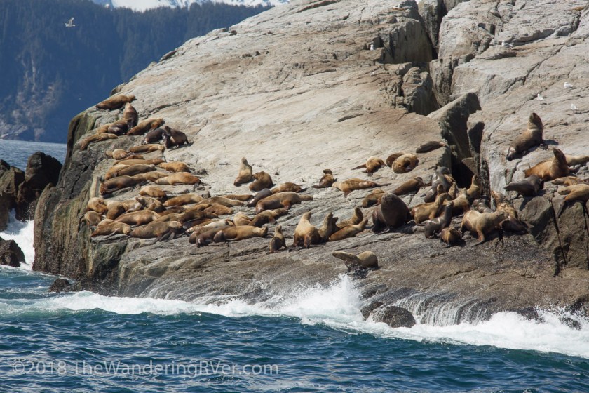 Kenai Fjords Glacier Cruise-7834