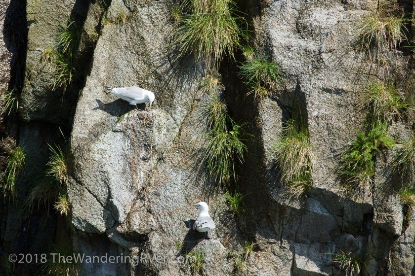 Kenai Fjords Glacier Cruise-7866