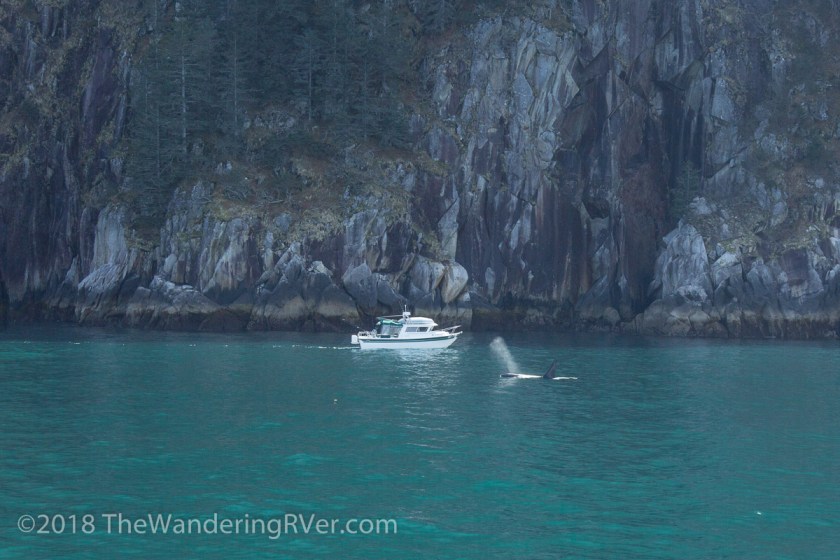 Kenai Fjords Glacier Cruise-7885