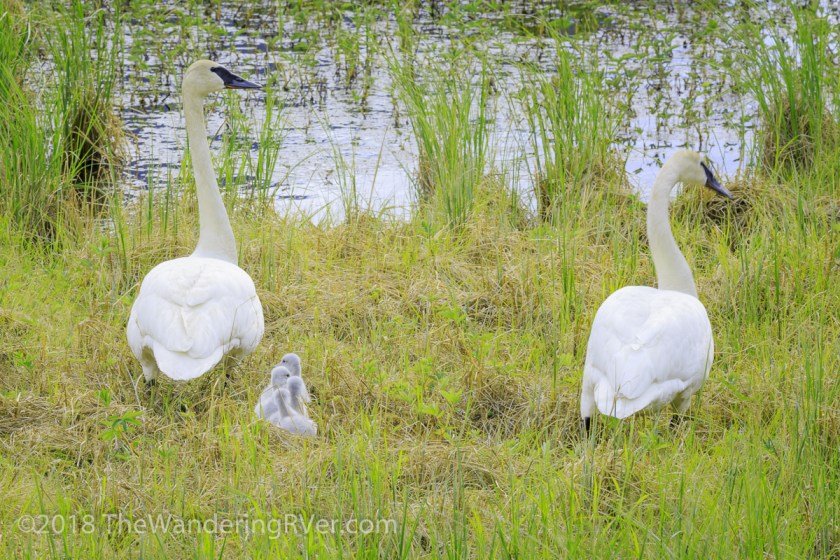 Mute Swans-8288
