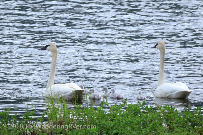Mute Swans-8307