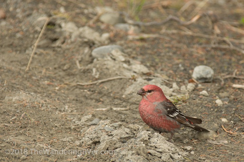 Pine Grosbeak-7949