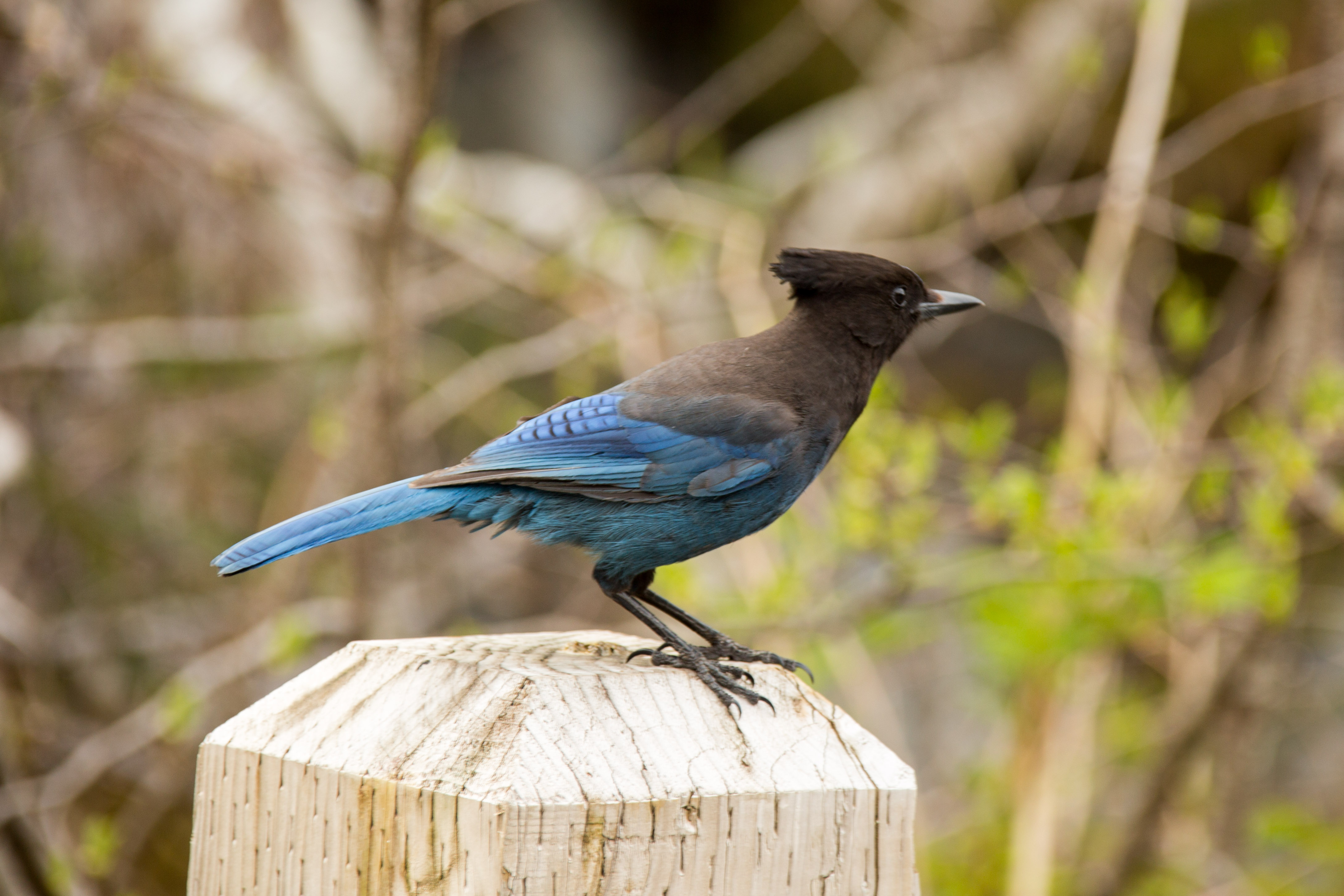 Whittier Glacier Cruise-8006