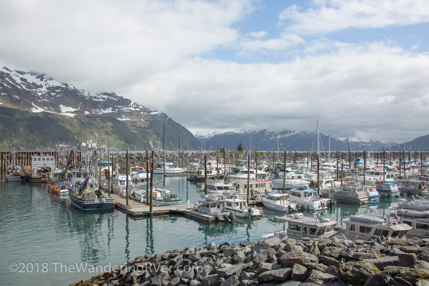 Whittier Glacier Cruise-8041