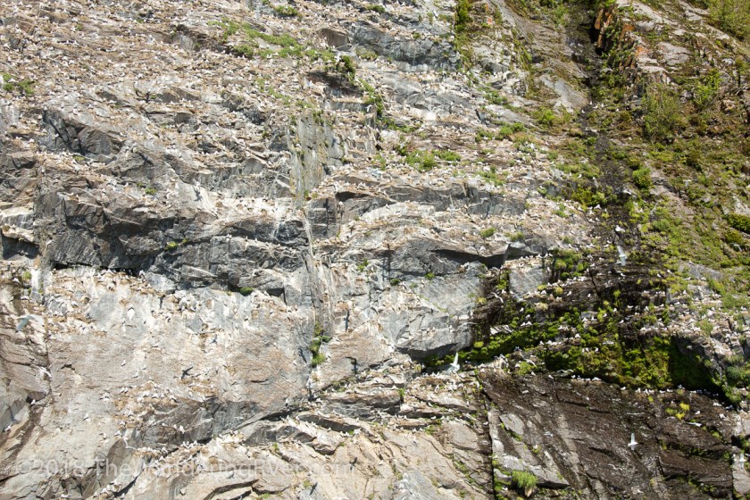 Whittier Glacier Cruise-8063