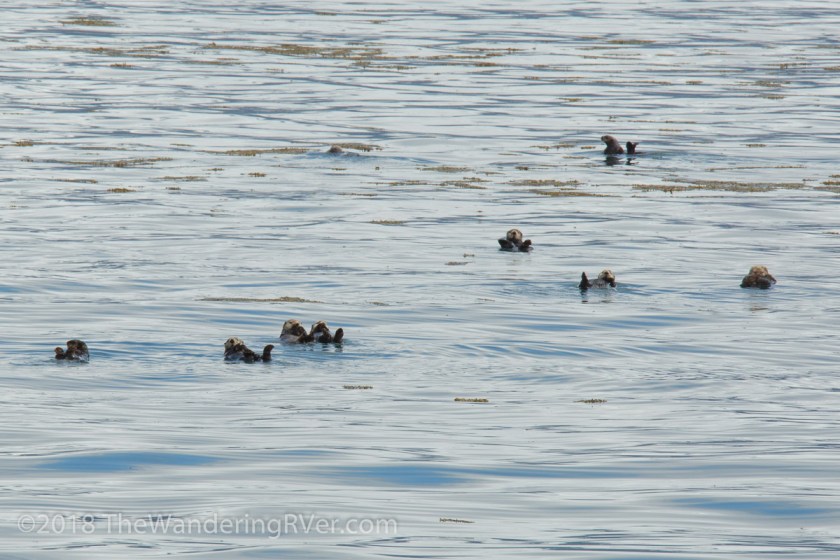 Whittier Glacier Cruise-8096