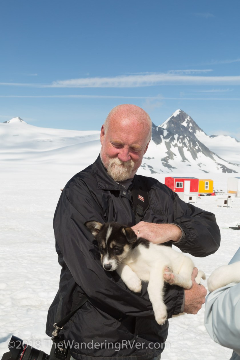 Seward Helo Dog Sled-8647