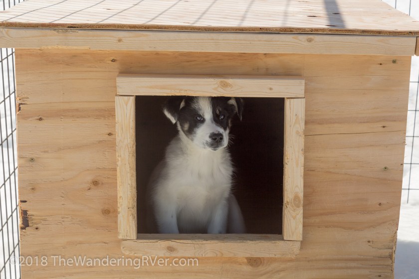 Seward Helo Dog Sled-8650