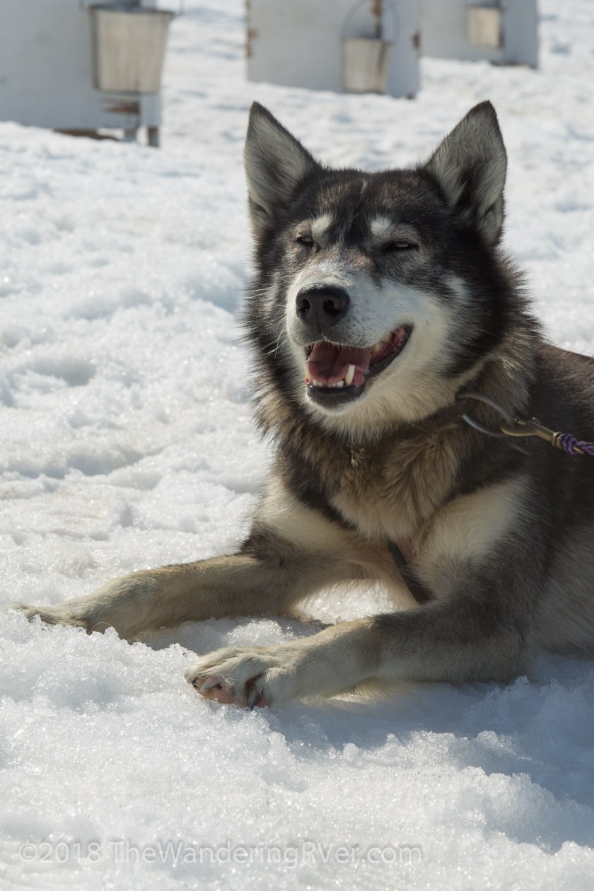 Seward Helo Dog Sled-8688