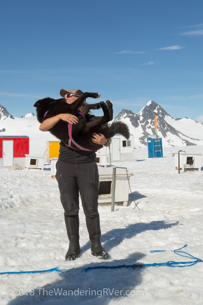 Seward Helo Dog Sled-8691