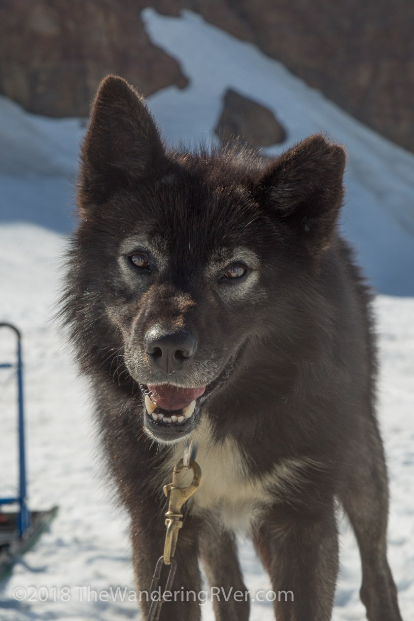 Seward Helo Dog Sled-8695