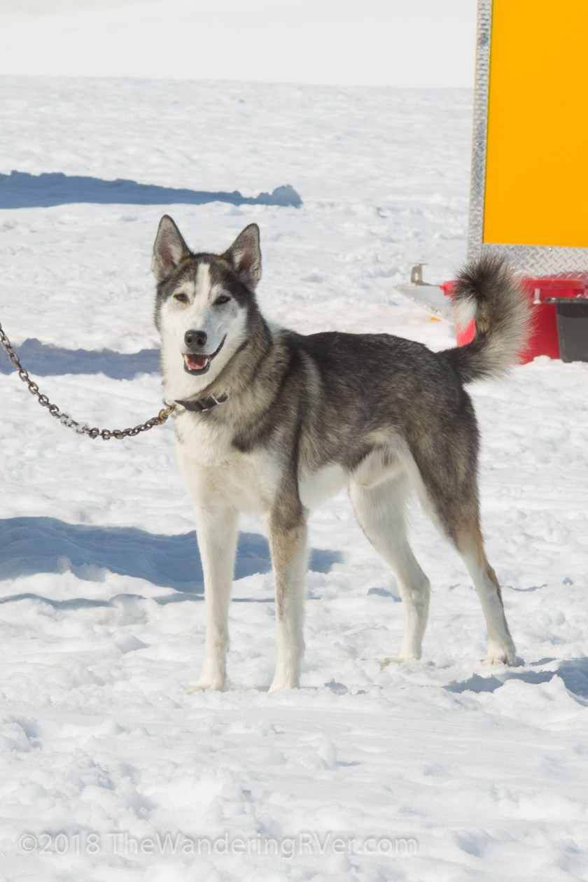 Seward Helo Dog Sled-8705