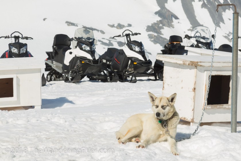 Seward Helo Dog Sled-8709