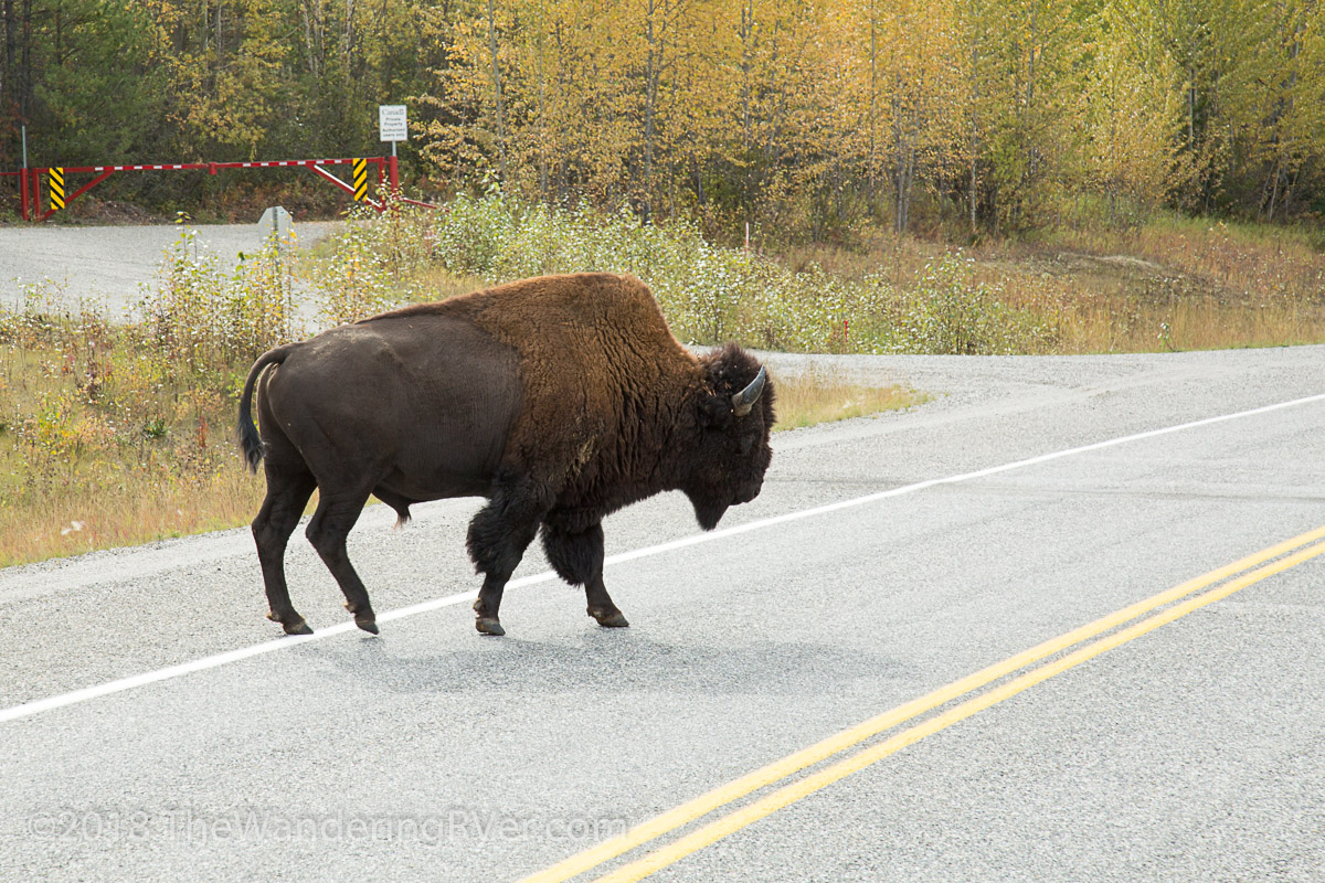 (Wild) Life on the&nbsp;Road