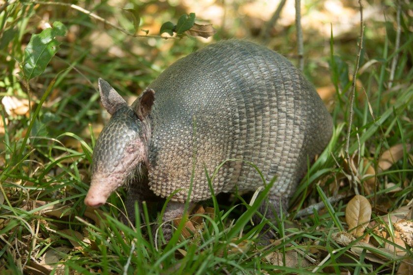 Canaveral National Seashore-1732