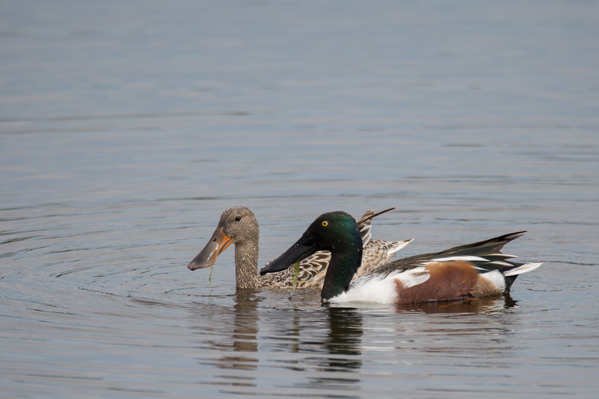 Merritt Island NWR-1362
