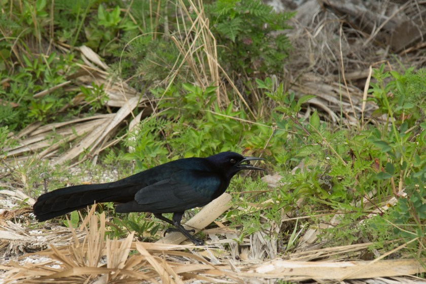 Merritt Island NWR-1662