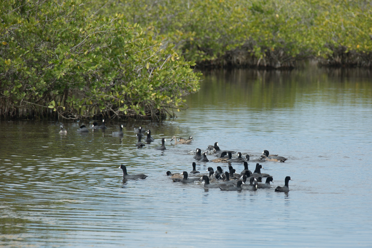 Merritt Island NWR-1670