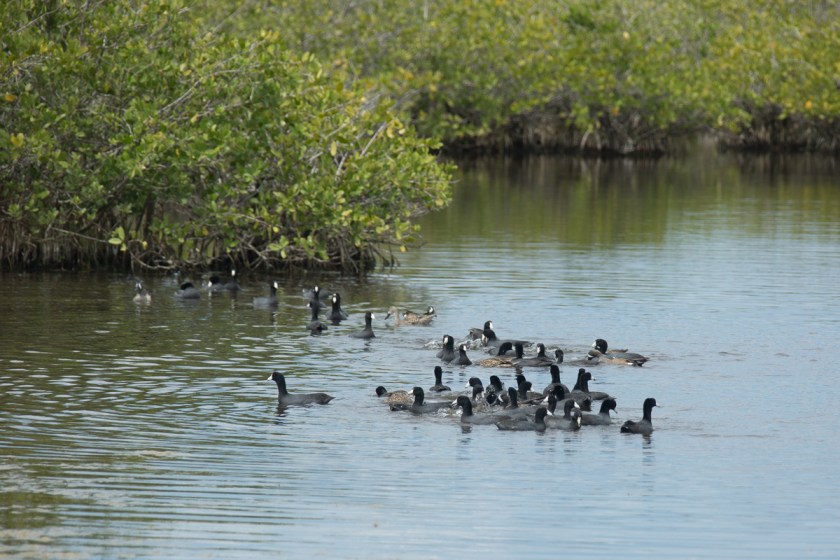 Merritt Island NWR-1670
