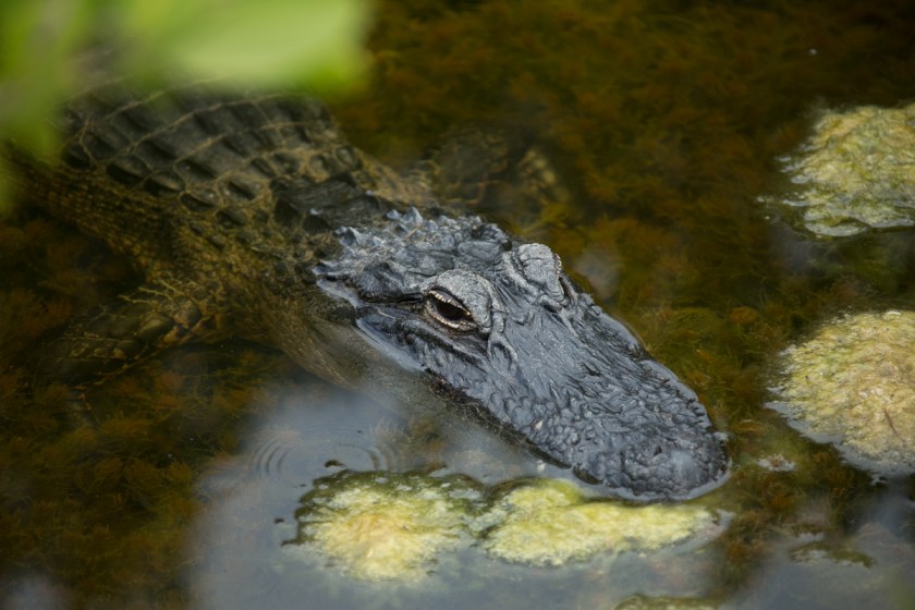 Merritt Island NWR-1695
