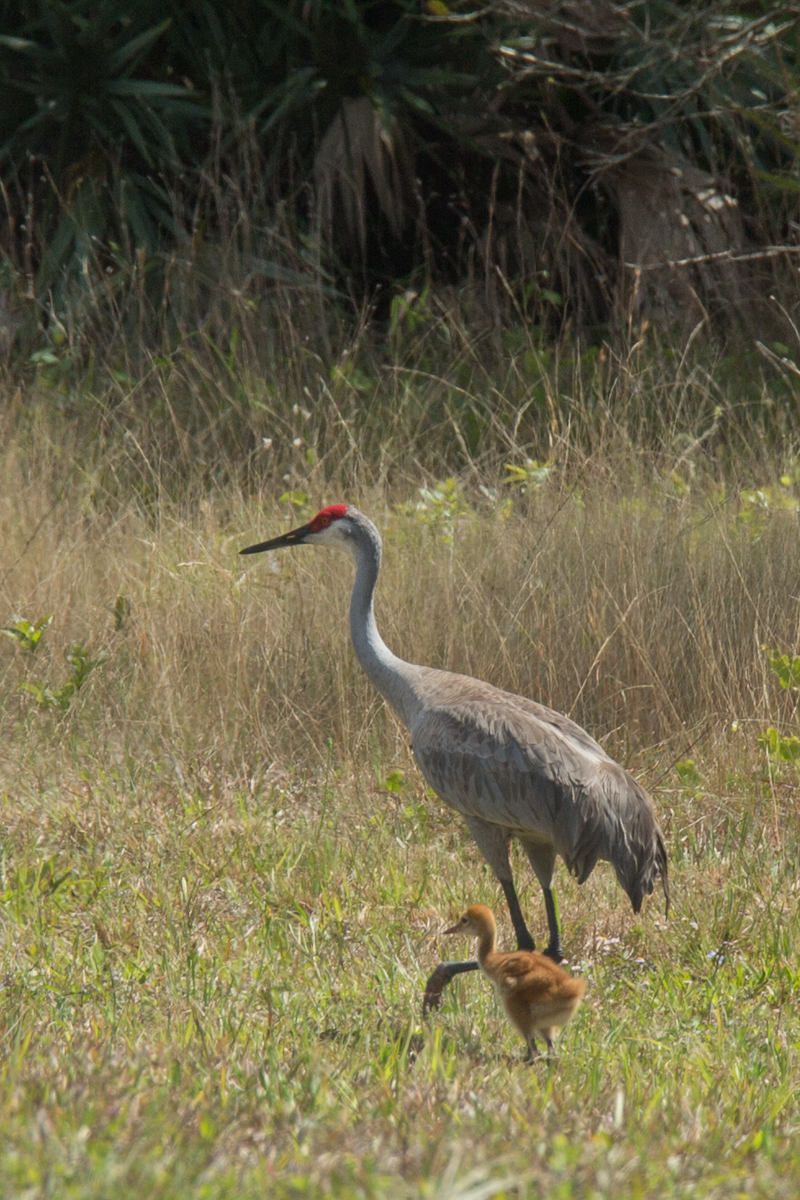 Merritt Island NWR-1707