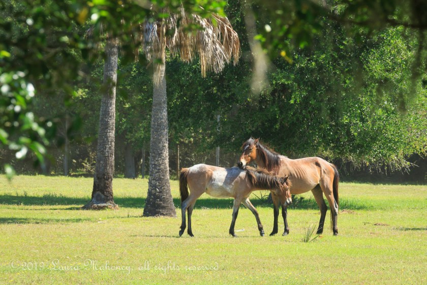Cumberland Island-2017