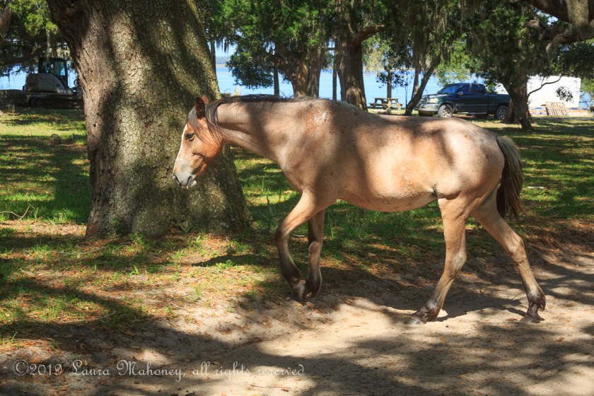 Cumberland Island-2020
