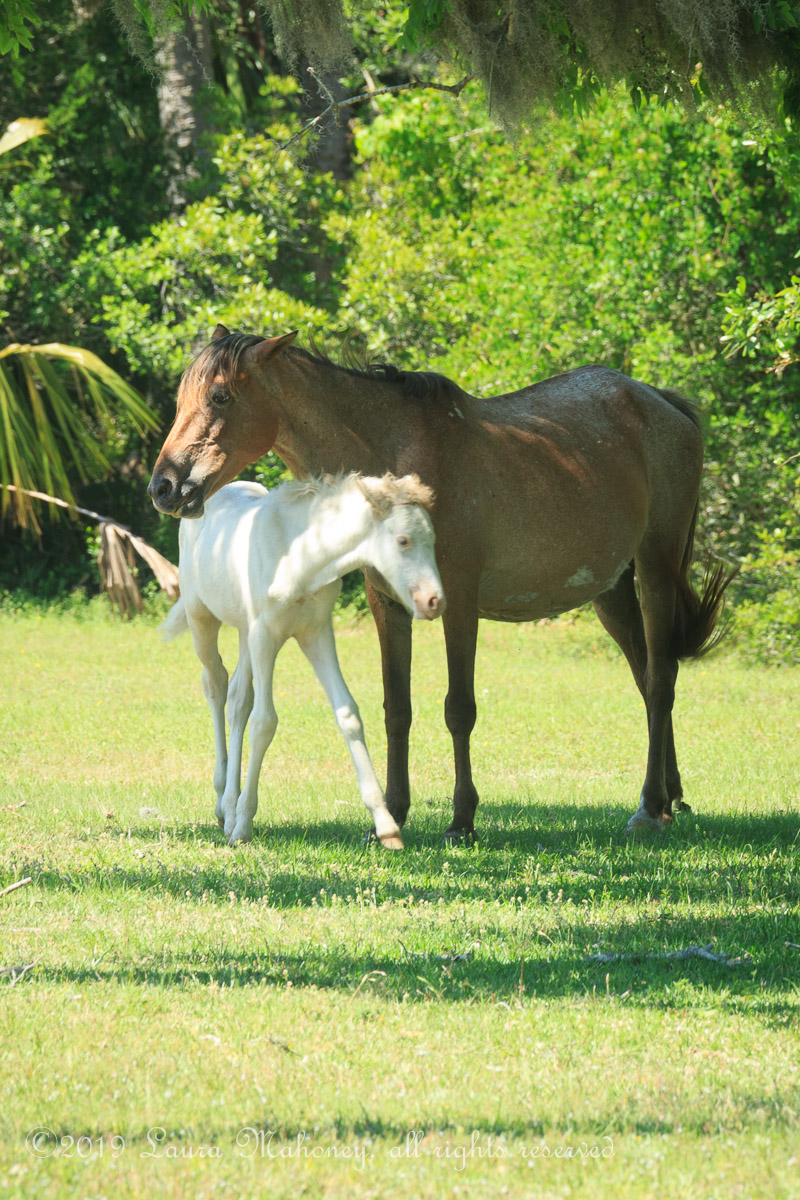 Cumberland Island-2056