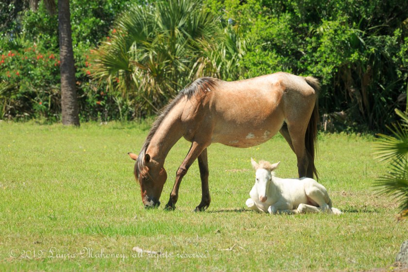 Cumberland Island-2061