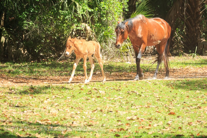 Cumberland Island-2066