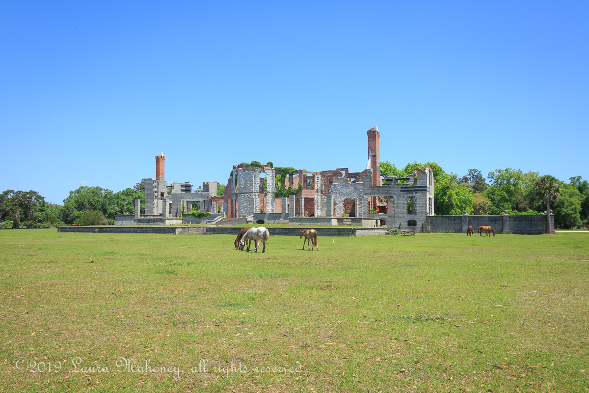 Cumberland Island-2094