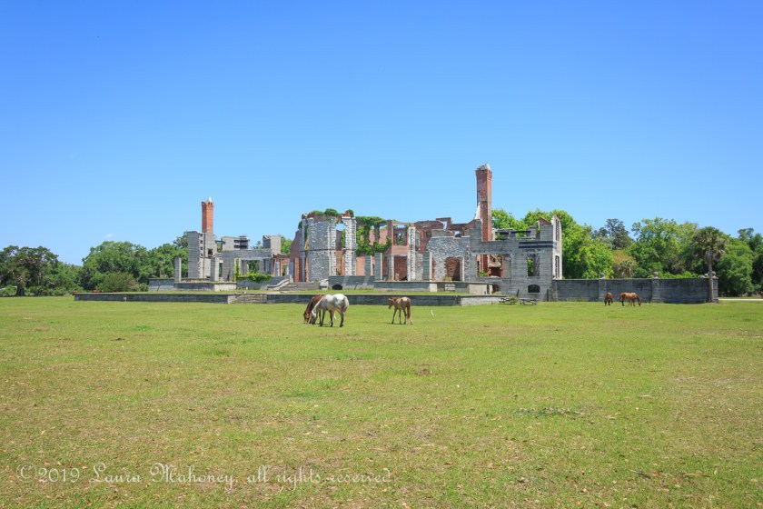 Cumberland Island-2094