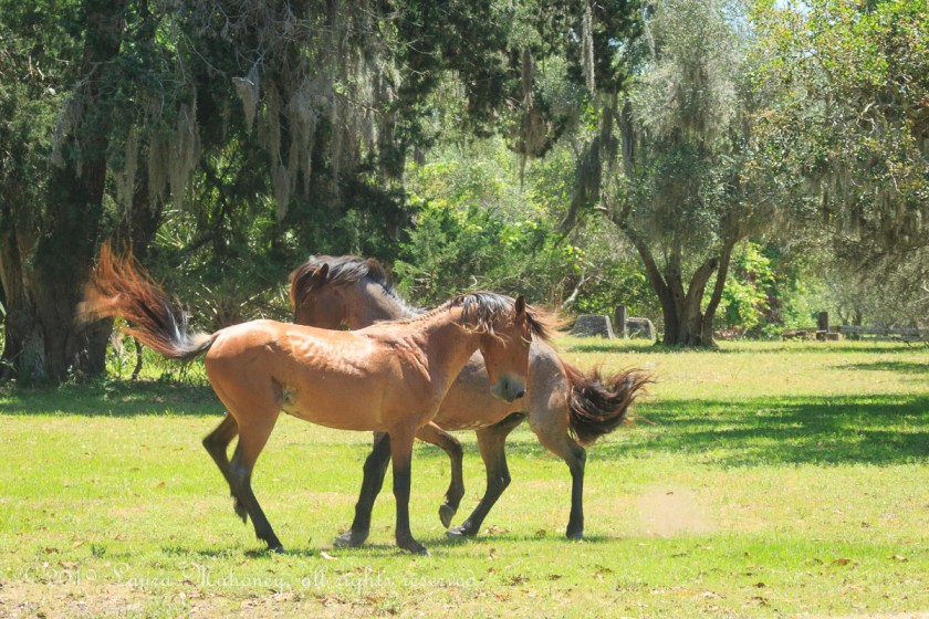 Cumberland Island-2100