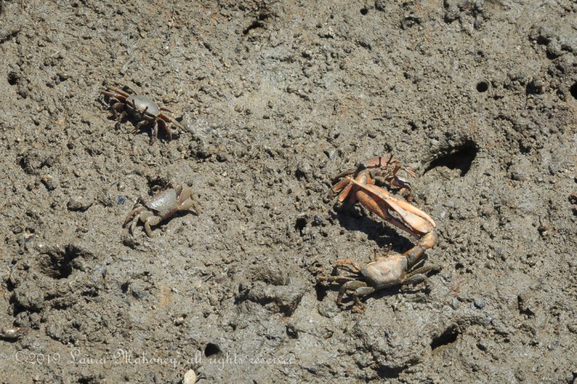 Cumberland Island-2108
