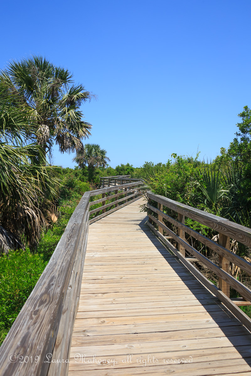 Cumberland Island-2111