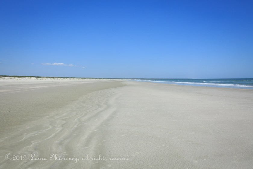 Cumberland Island-2113