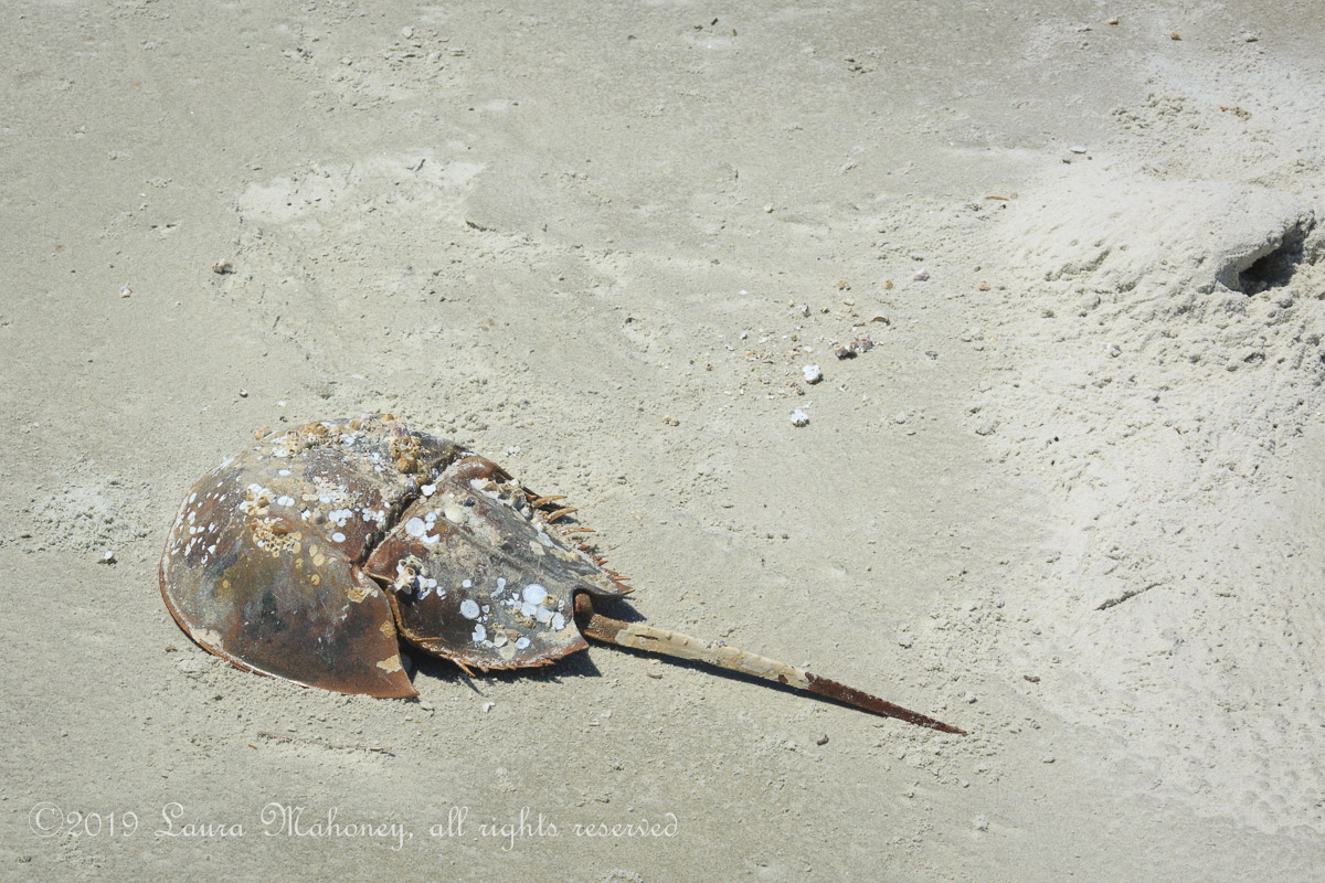 Cumberland Island-2114