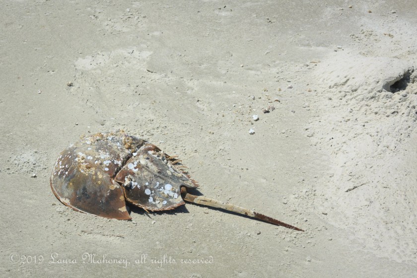 Cumberland Island-2114