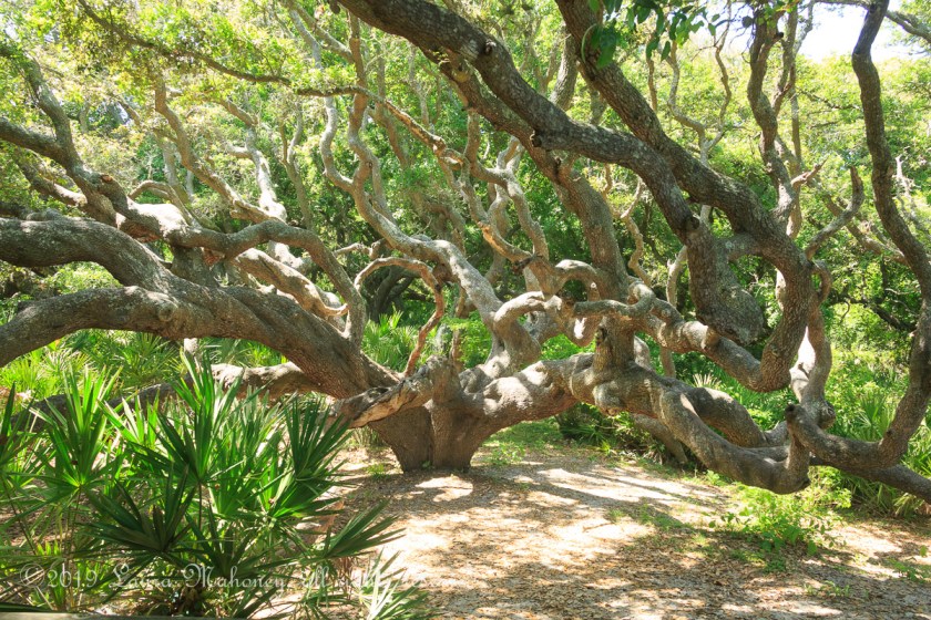 Cumberland Island-2118