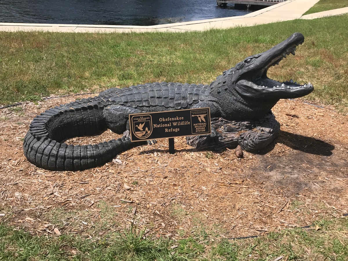 Kayaking with Aligators